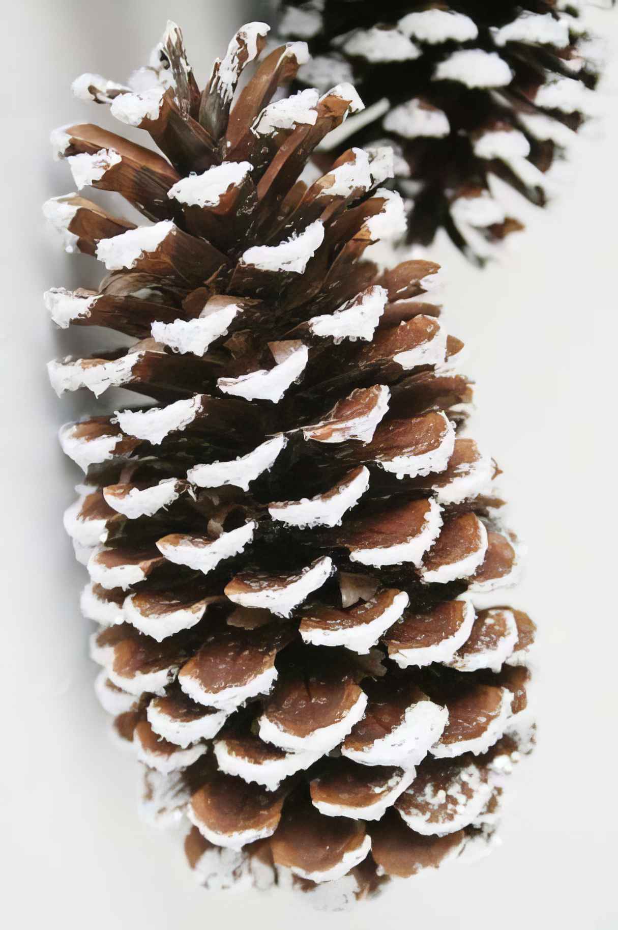 Faux Snowy Pine Cones – Christmas DIY Idea